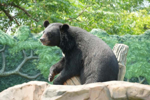 Les femmes humoristes qui défrayent la chronique